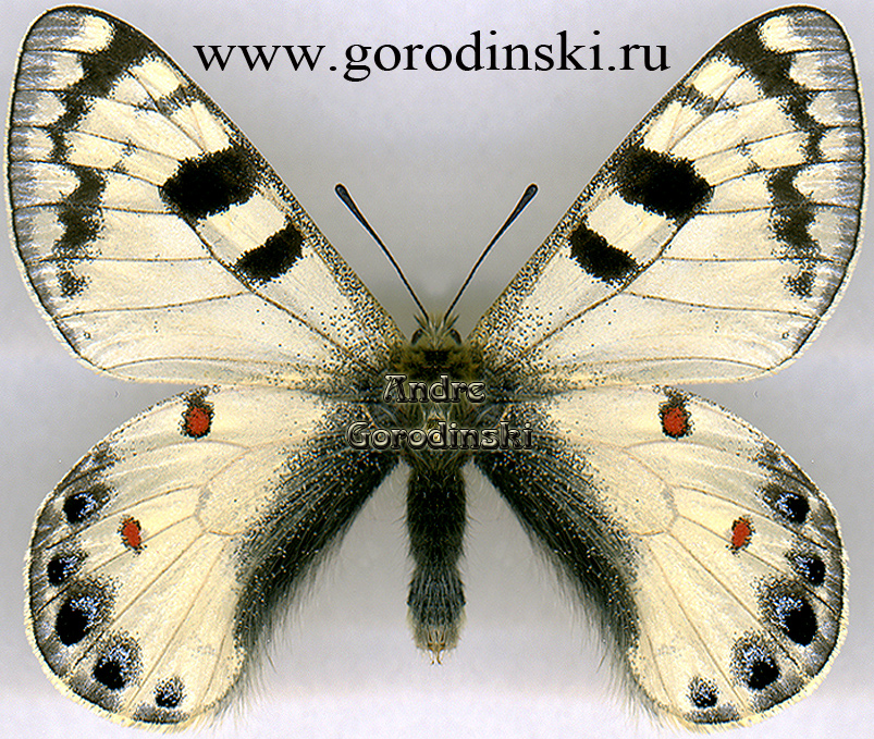 http://www.gorodinski.ru/papilionidae/Parnassius loxias tashkorensis.jpg